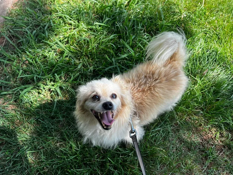 An adult small-sized male Pomeranian dog named Cosmo for adoption in Matthews, NC
