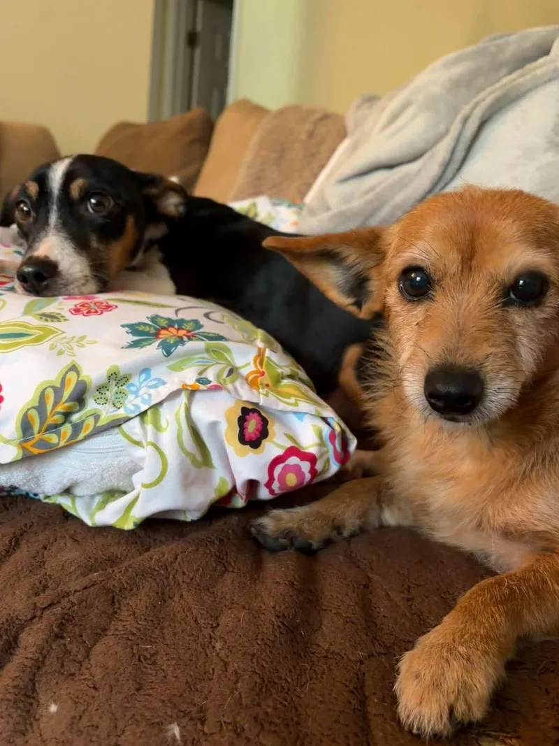 A senior small-sized female Brown / Chocolate Cairn Terrier dog named Maryanne for adoption in Hayesville, NC