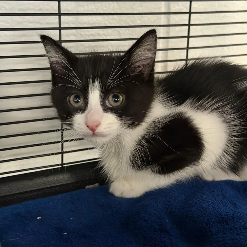 A baby small-sized male Black Domestic Short Hair cat named Cooper for adoption in Hampton Bays, NY