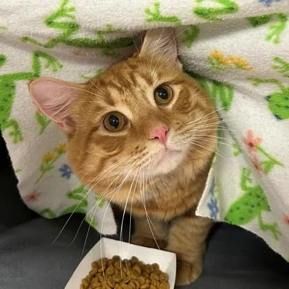 An adult small-sized male Domestic Medium Hair cat named Elio for adoption in Wheaton, IL