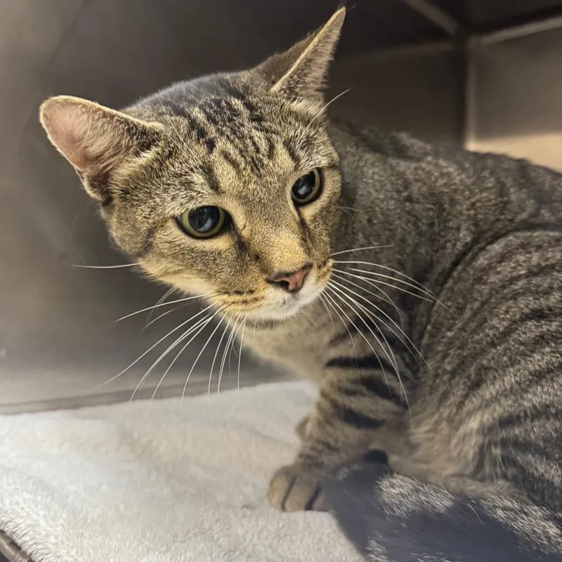 An adult large-sized male Brown / Chocolate Domestic Short Hair cat named Garrett for adoption in Birmingham, AL