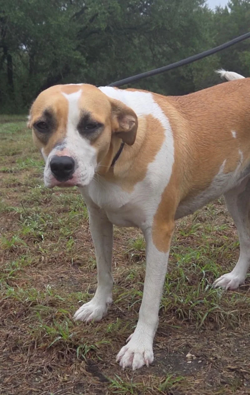 An adult medium-sized female Mixed Breed dog named Jasmine for adoption in Magnolia, TX
