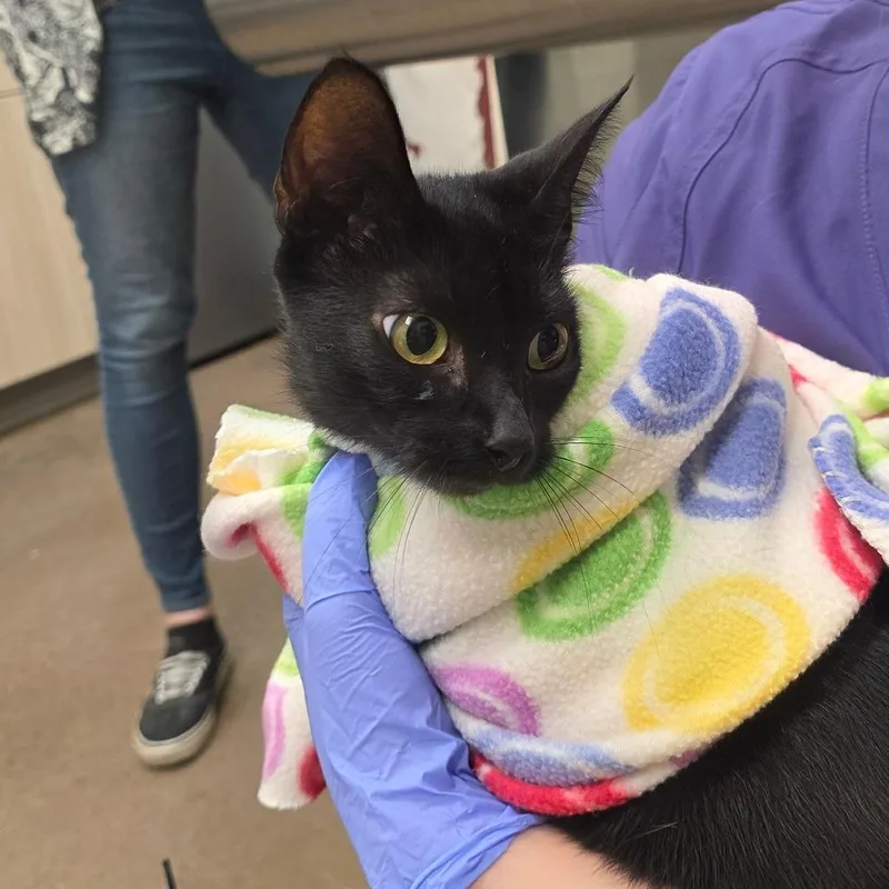 A young small-sized female Black Domestic Short Hair cat named Mamba for adoption in Chattanooga, TN