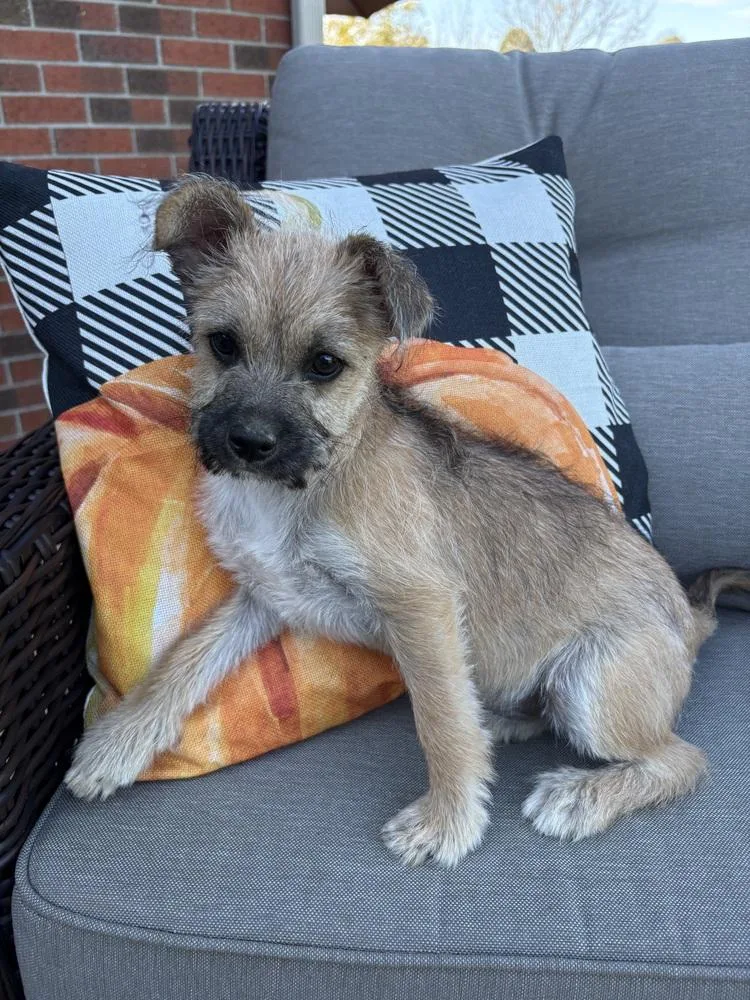 A baby small-sized male Yorkshire Terrier dog named Leave it to Beaver for adoption in Aurora, IN