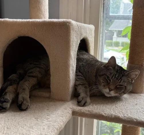 An adult large-sized male Tabby (Brown / Chocolate) Tabby cat named Doug for adoption in Indianapolis, IN