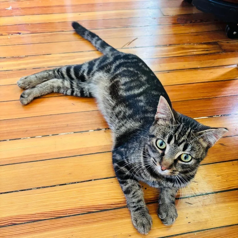 A young small-sized male Tabby (Brown / Chocolate) Domestic Short Hair cat named Cosmos for adoption in Evanston, IL