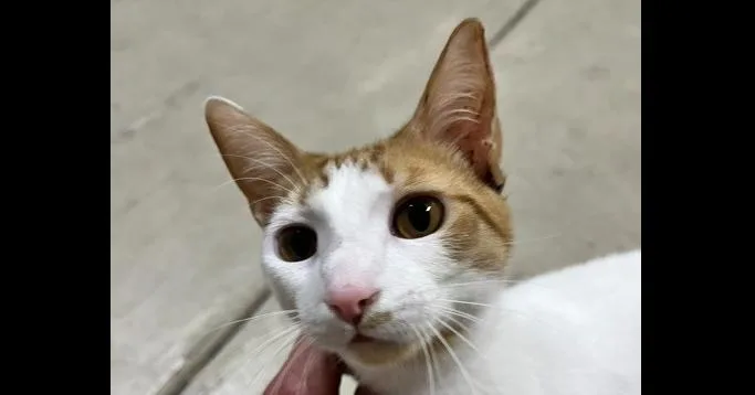 A young medium-sized male Orange & White Domestic Short Hair cat named Cheddar for adoption in Anoka, MN