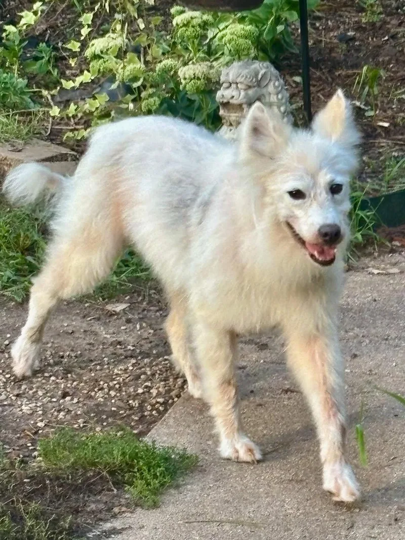 An adult medium-sized female White / Cream Samoyed dog named Coffee for adoption in Orland Park, IL