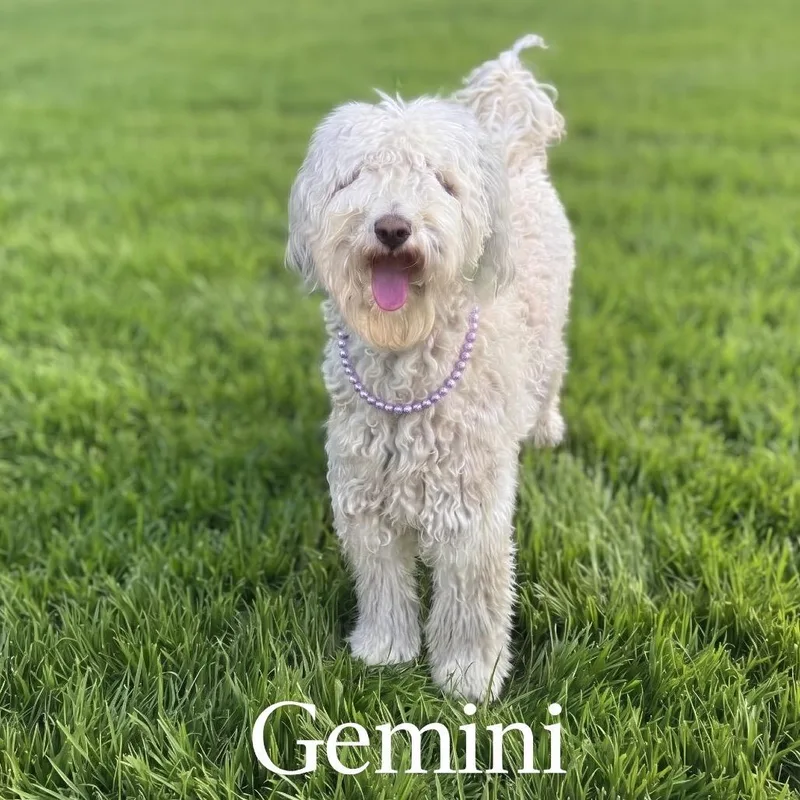 A young medium-sized female White / Cream Standard Poodle dog named Gemini for adoption in Las Vegas, NV