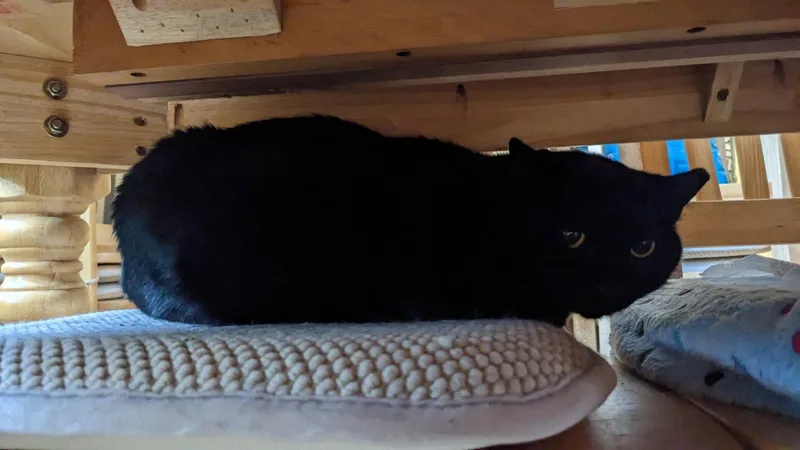 An adult medium-sized female Domestic Short Hair cat named Bashful for adoption in Enfield, CT