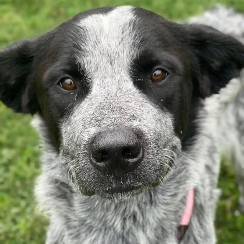 An adult medium-sized male Gray / Blue / Silver English Setter dog named Driskel for adoption in Weatherford, TX