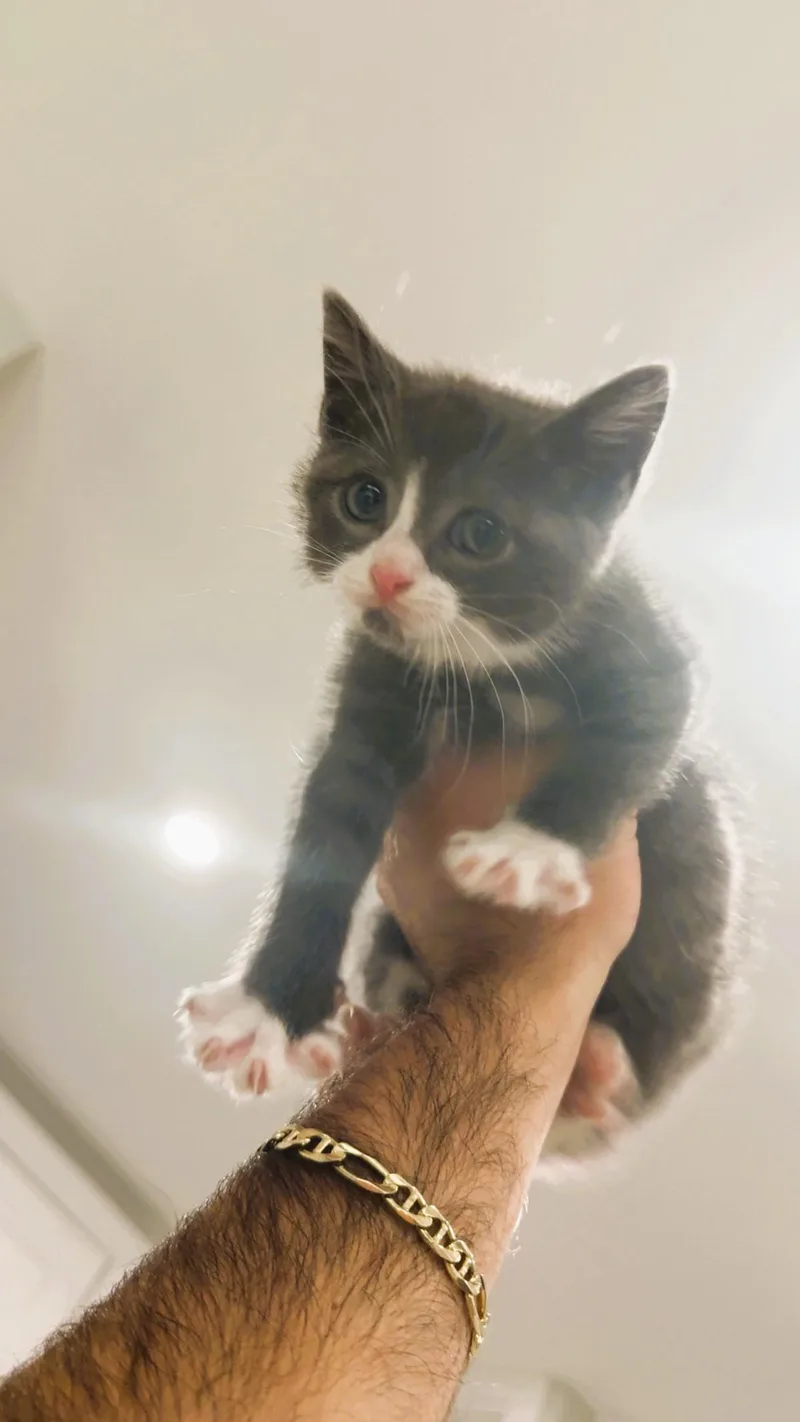 A baby small-sized male Gray & White Domestic Short Hair cat named Rambo for adoption in South Ozone Park, NY