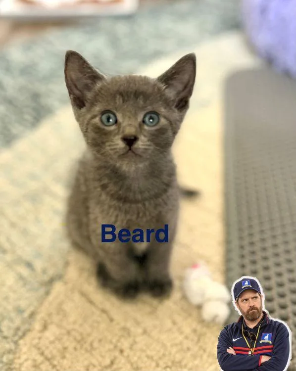 A baby medium-sized male Gray / Blue / Silver American Shorthair cat named Beard for adoption in Richardson, TX