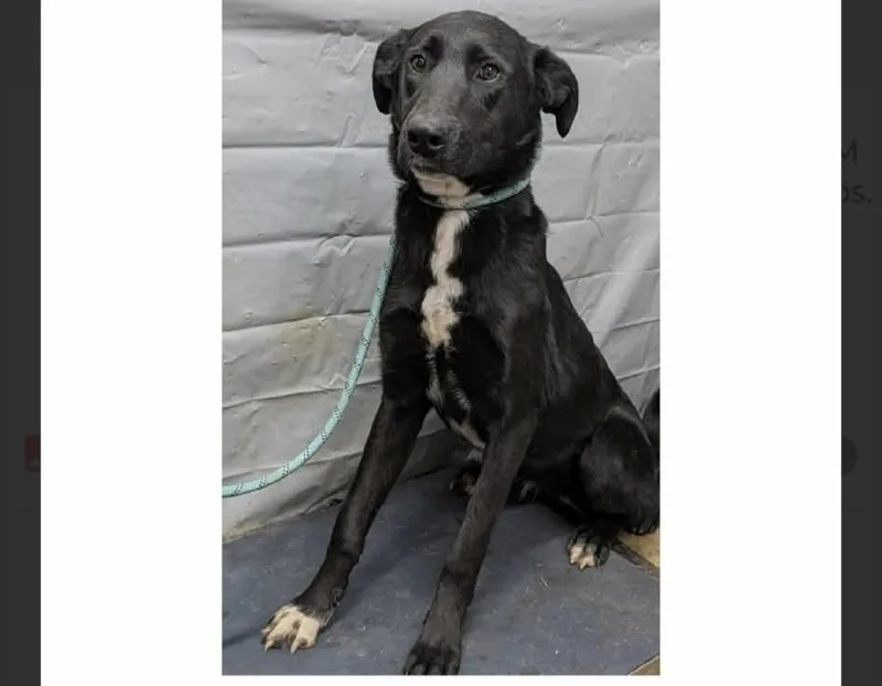 A young large-sized female Labrador Retriever dog named Blanche for adoption in Willingboro, NJ