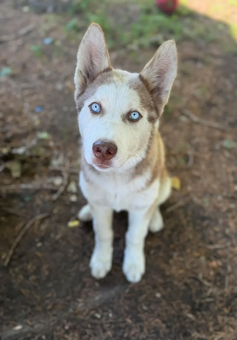 A young medium-sized male Husky dog named Triton for adoption in Grand Forks, ND