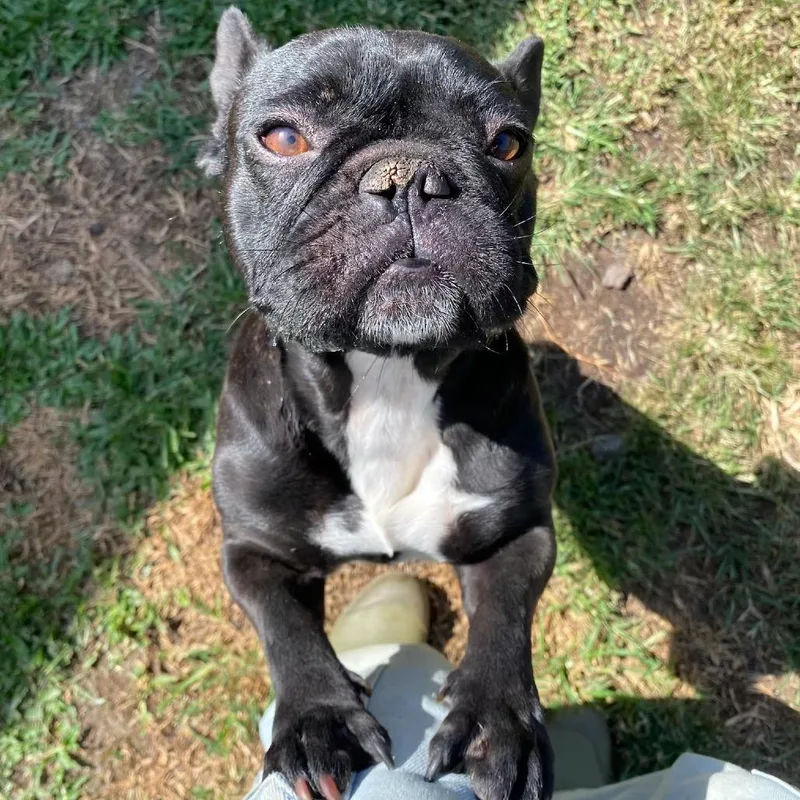 An adult small-sized female Black French Bulldog dog named Minnie for adoption in Keaau, HI