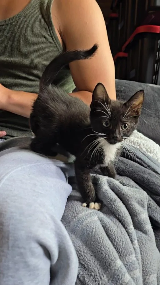 A baby small-sized female Black & White / Tuxedo Domestic Short Hair cat named Minnie Mouse for adoption in Pacifica, CA