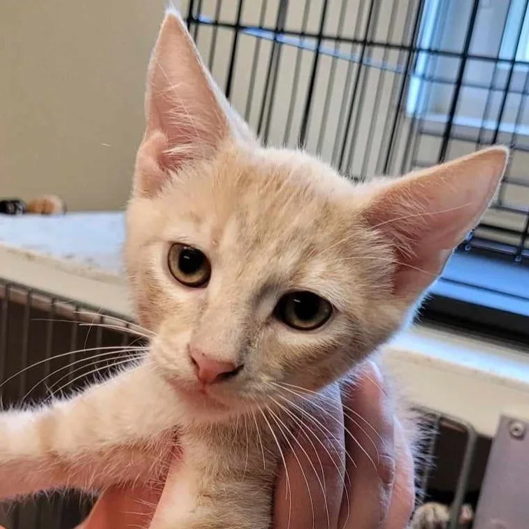A baby medium-sized male Buff / Tan / Fawn Domestic Short Hair cat named Apollo for adoption in Robinson, IL