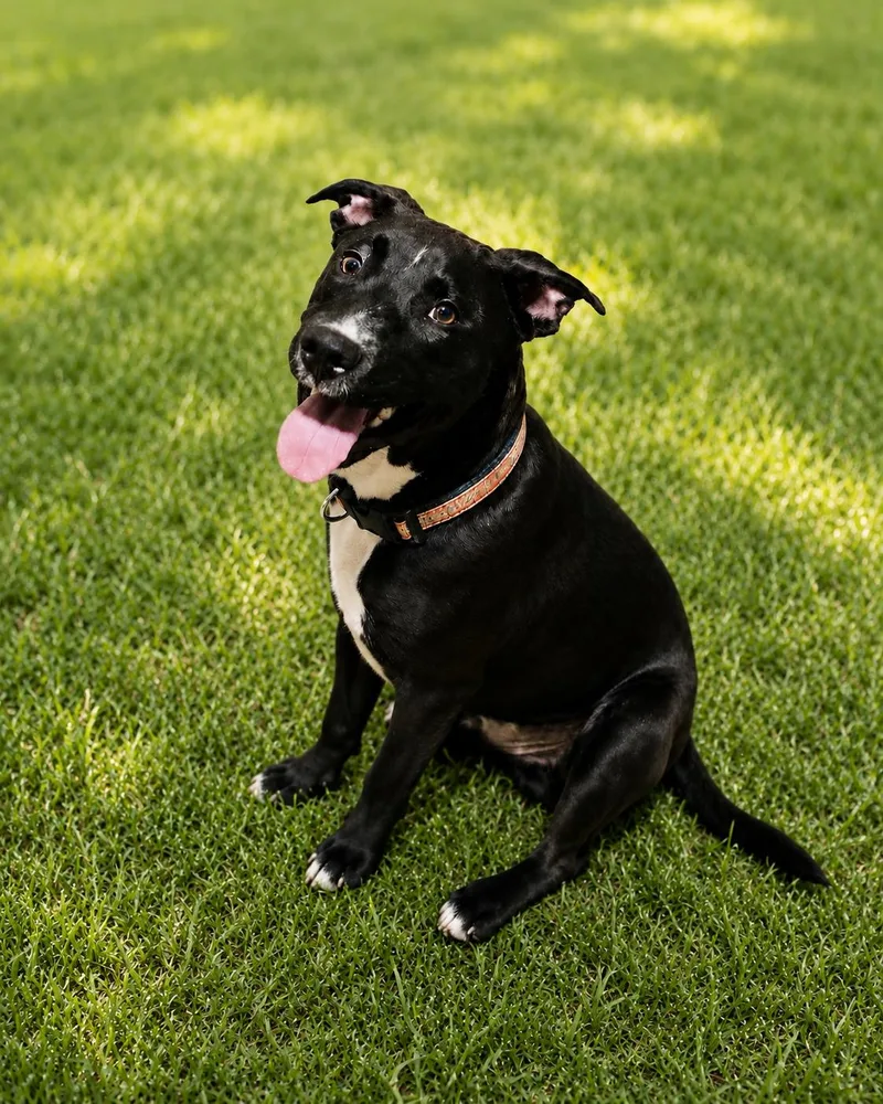 A baby medium-sized male Black Labrador Retriever dog named Galaxy for adoption in Houston, TX