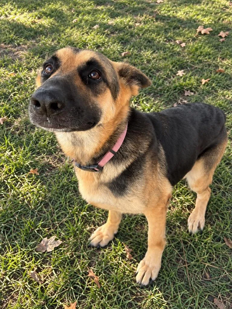 An adult large-sized female German Shepherd Dog named Tilly for adoption in Winnsboro, SC