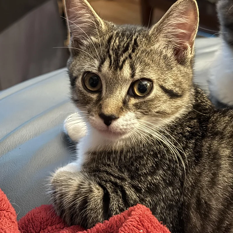 A baby small-sized male Domestic Short Hair cat named Francine and Francois for adoption in East Falmouth, MA