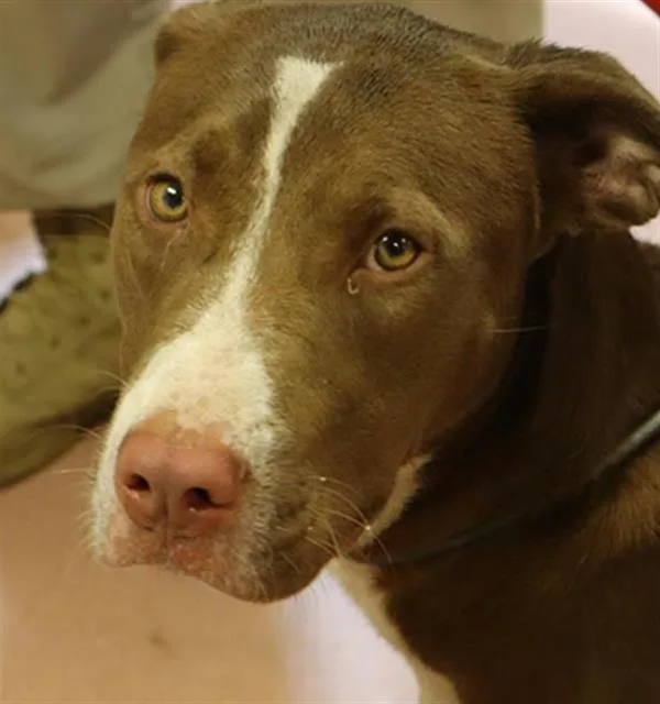 A young small-sized female Mixed Breed dog named Sugarcane for adoption in Columbia, SC