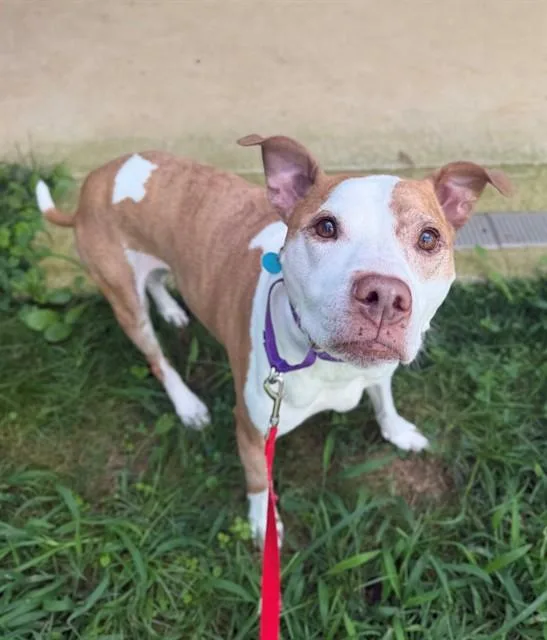 An adult medium-sized male Pit Bull Terrier dog named Lucky for adoption in Leesburg, VA