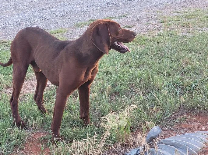 A young large-sized male Redbone Coonhound dog named Red Ranger for adoption in TULSA, OK