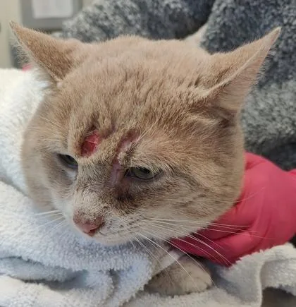 Mcnugget thumbnail 2