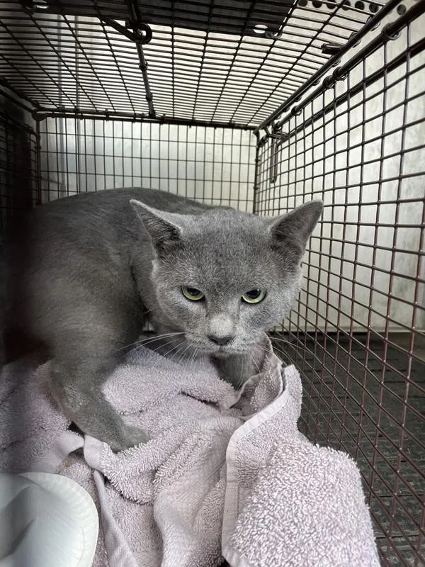 An adult small-sized male Domestic Short Hair cat named Johnathan for adoption in Austin, TX