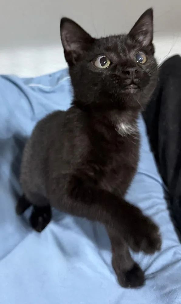 A baby small-sized female Black Domestic Short Hair cat named Jazzlynn for adoption in Jackson, GA