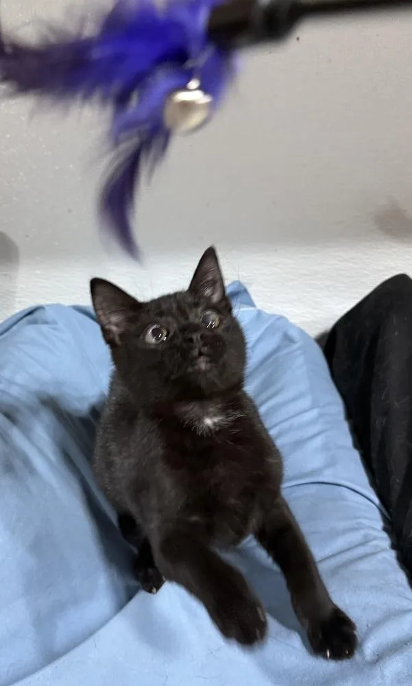 Jazzlynn thumbnail 6