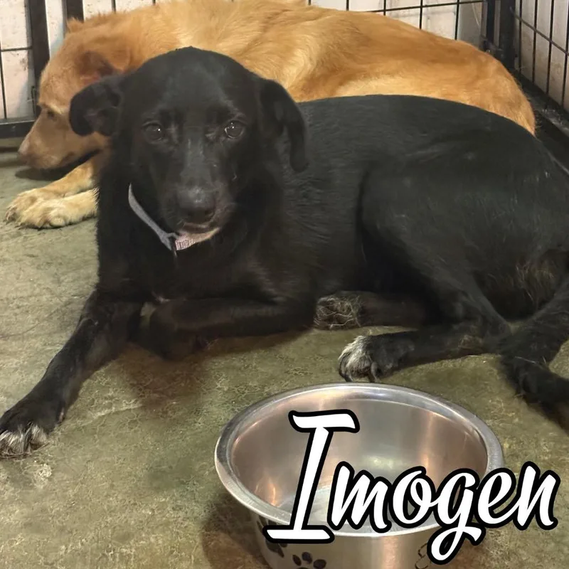 Imogen thumbnail 2