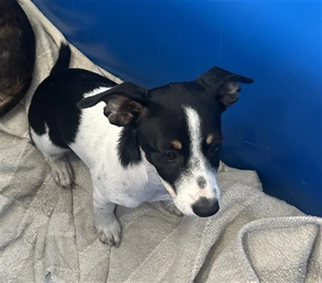 A baby medium-sized female Mixed Breed dog named Sweet for adoption in Dallas, TX