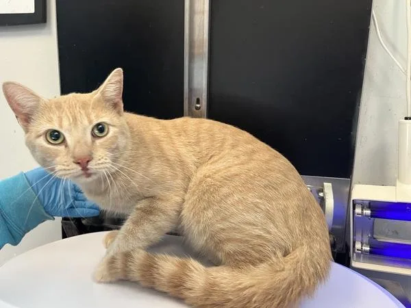 An adult medium-sized male Domestic Short Hair cat named Chip for adoption in New York, NY