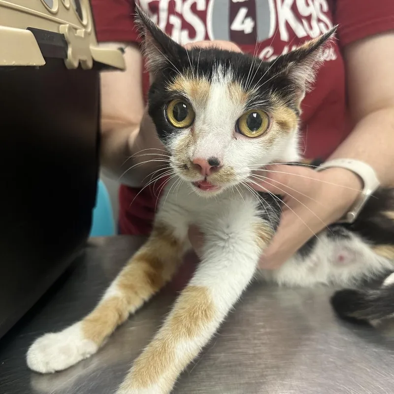 An adult medium-sized female Calico Domestic Short Hair cat named Whalien for adoption in Charleston, WV