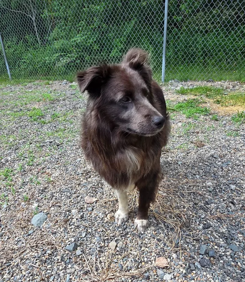 An adult medium-sized male Border Collie dog named Milo for adoption in Lunenburg, VT