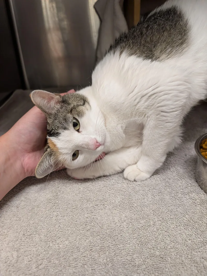 An adult medium-sized female Calico cat named Sandy for adoption in San Juan Capistrano, CA