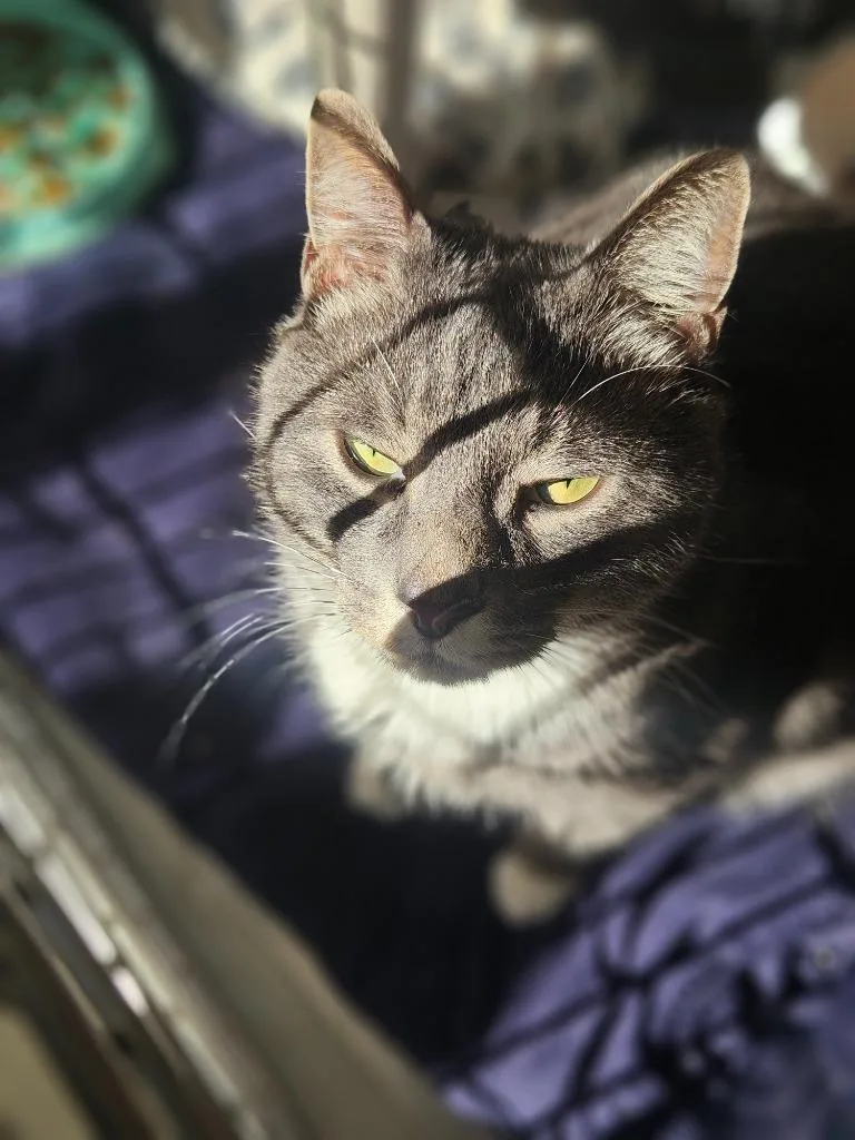 An adult medium-sized male Domestic Short Hair cat named Puma for adoption in Pomona, NY