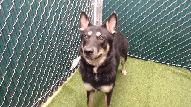 An adult medium-sized female German Shepherd Dog dog named Rue for adoption in Downey, CA