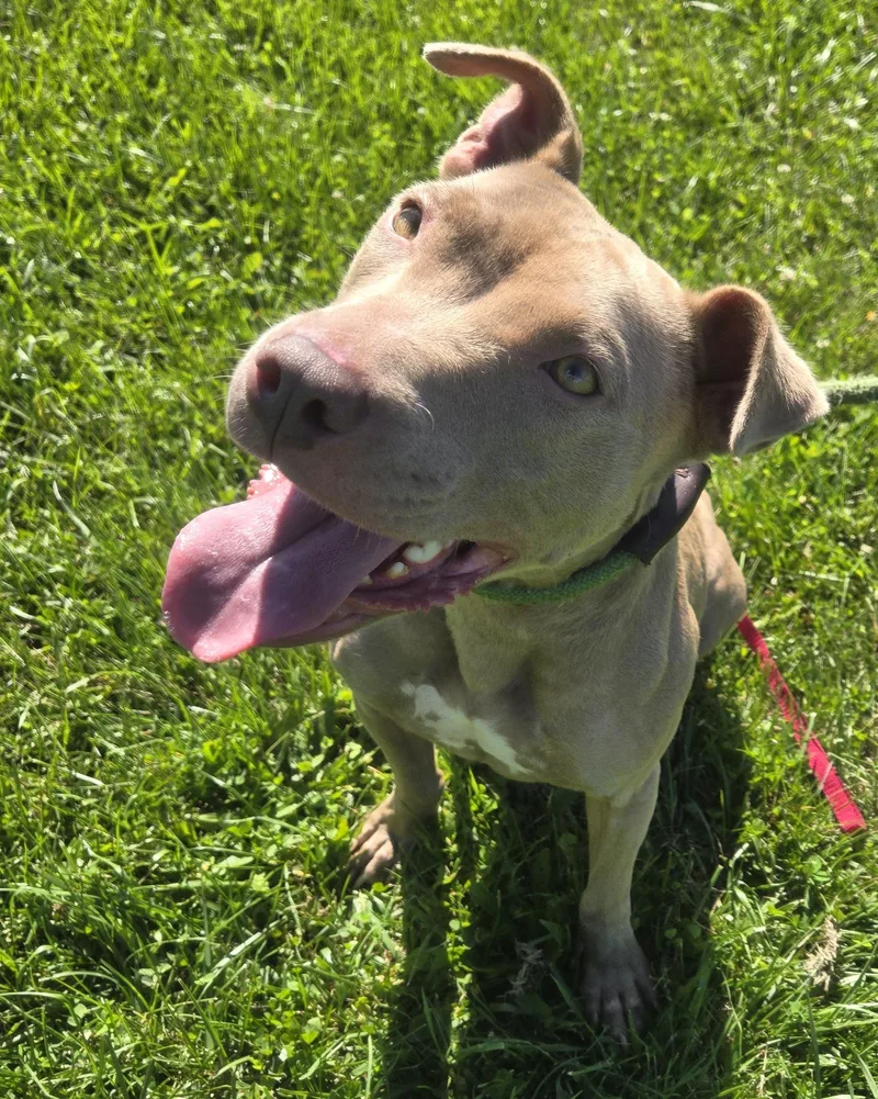 An adult medium-sized female Yellow / Tan / Blond / Fawn Pit Bull Terrier dog named Nessie for adoption in Valparaiso, IN