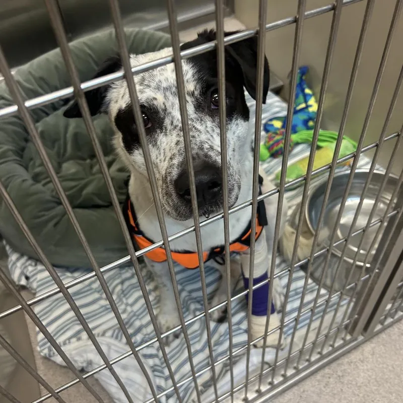 An adult large-sized male White / Cream Pit Bull Terrier dog named Odin for adoption in Palm Springs, CA