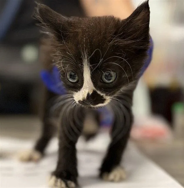 A baby small-sized female Black & White / Tuxedo Domestic Short Hair cat named Reading Rainbow for adoption in Tavares, FL