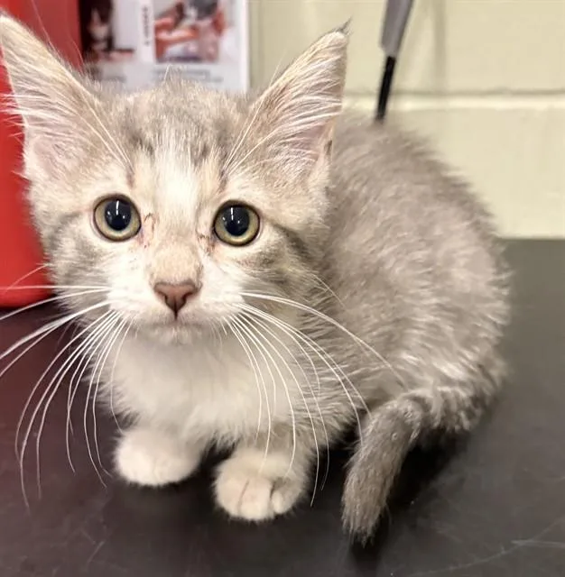 A baby small-sized female Domestic Short Hair cat named Elouise for adoption in Minneapolis, MN