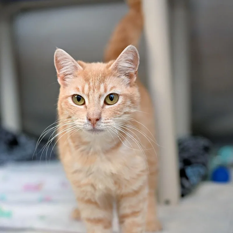 A baby medium-sized female Domestic Short Hair cat named Sukie for adoption in Shoreline, WA