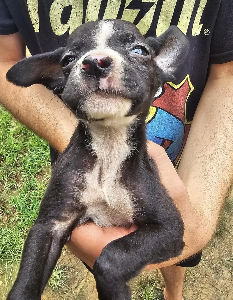 A baby small-sized male Black Labrador Retriever dog named Vinny for adoption in Newfoundland, NJ