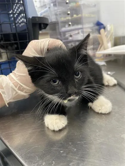 A baby small-sized male Domestic Short Hair cat named Wasp for adoption in West Chester, PA