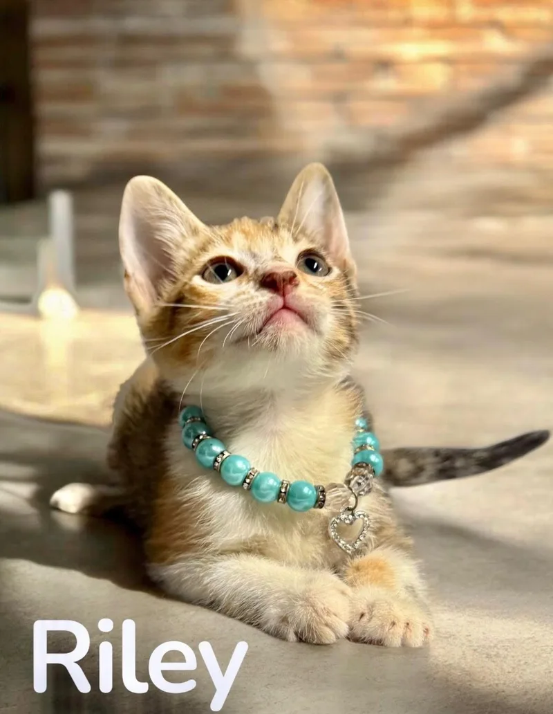 A baby medium-sized female Domestic Short Hair cat named Riley for adoption in Houston, TX