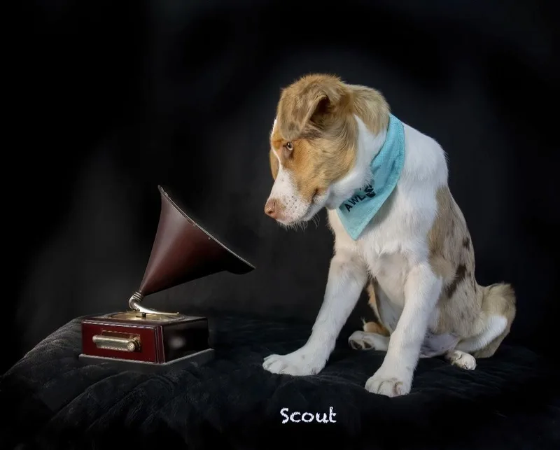 Scout thumbnail 3