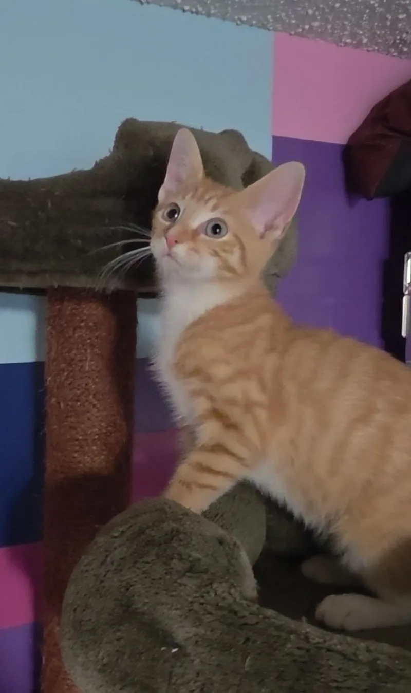 A baby small-sized male Tabby (Orange / Red) Domestic Short Hair cat named Prince Harry for adoption in Reisterstown, MD